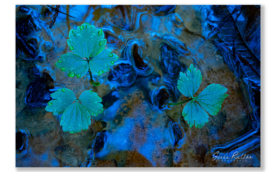 Hojas verdes en un riachuelo